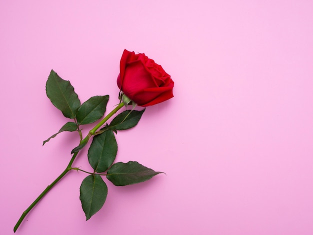 Premium Photo Red Rose Isolated On Pink Background