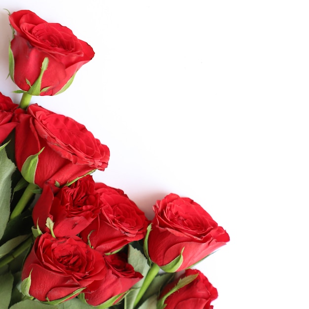 Red rose  multipurpose background for anniversary  wedding  