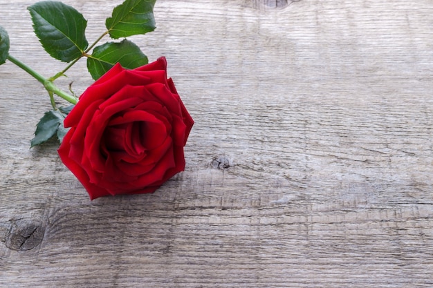 Download Red rose on old rustic wooden background | Premium Photo