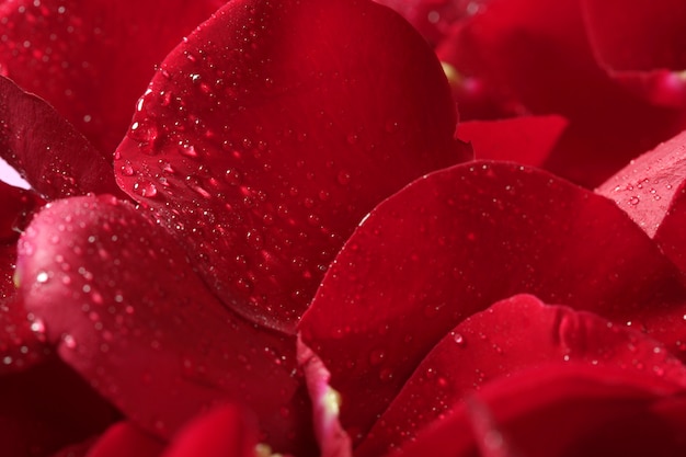 Premium Photo | Red rose petals texture background