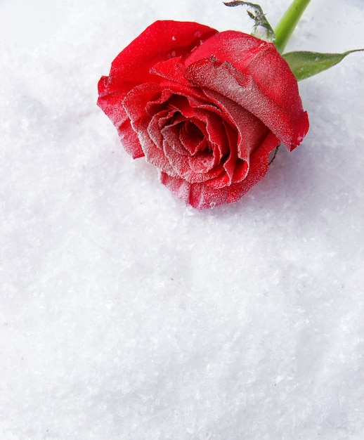 Premium Photo | Red rose on snow background