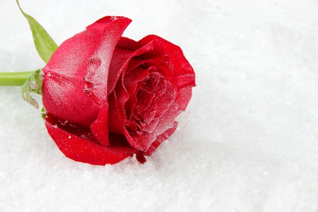 Premium Photo | Red rose on snow