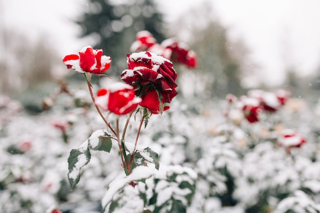 冬の公園で雪に覆われた赤いバラの茂み 白い雪の層の下に濃い赤のバラの花の緑の茂み プレミアム写真