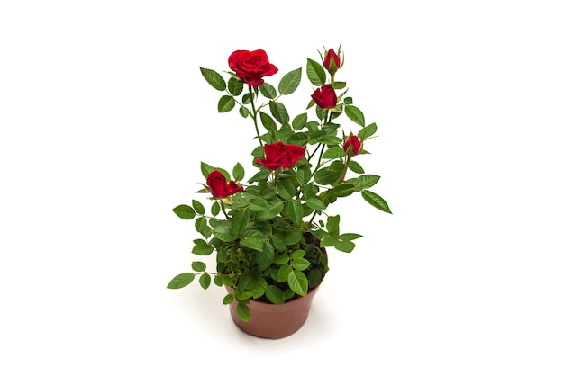 Premium Photo | Red roses in a pot isolated on a white background.