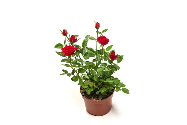 Premium Photo | Red roses in a pot isolated on a white background.