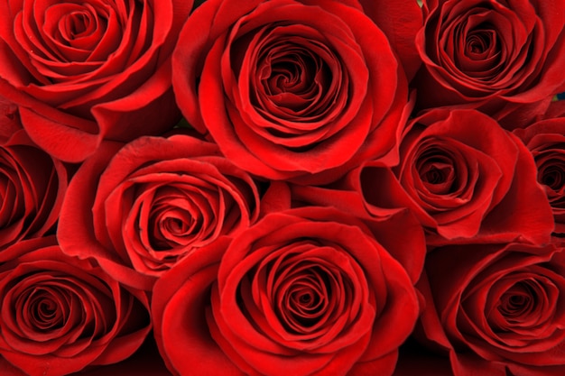 Premium Photo | Red roses, valentine's day