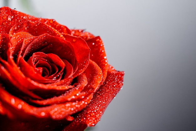 Wallpaper Water Red Rose