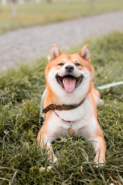 Premium Photo | Red shiba inu puppy dog standing outdoor