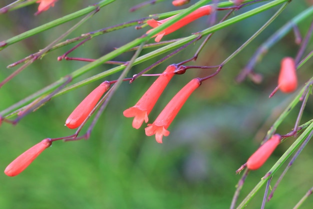 赤い小さな草の花 プレミアム写真
