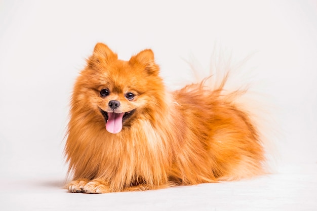 Premium Photo | Red spitz dog isolated on white background