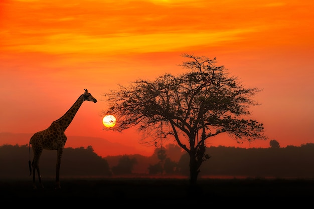 赤い夕日 シルエットのアフリカアカシア樹木とキリン プレミアム写真