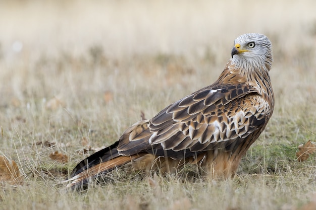 Premium Photo | Red-tailed hawk walking in a grassy field during daytime