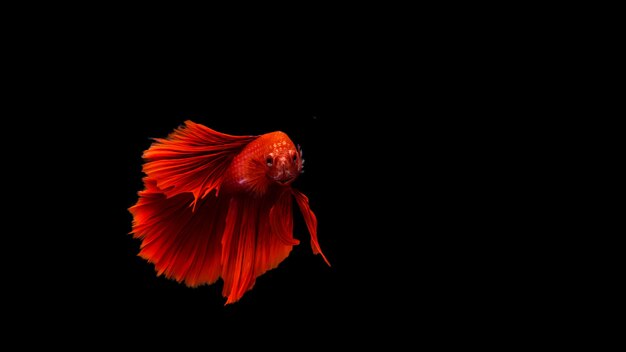 Premium Photo Red Thai Siamese Betta Fighting Fish Look At Camera With Full Body Isolated On