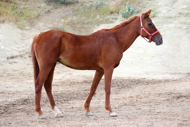 Premium Photo | Red thoroughbred racehorse stands