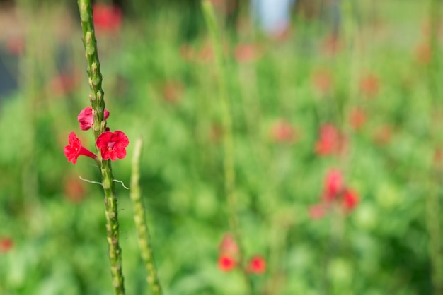 緑色の葉の背景に赤い小さな花 プレミアム写真