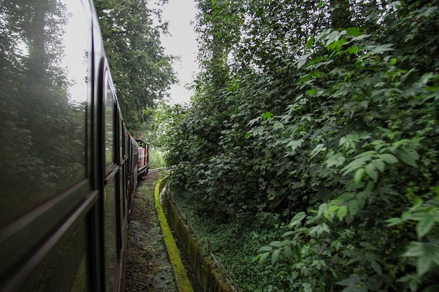 Premium Photo Red Train Run In Foggy Day At Alishan Mountain Taiwan