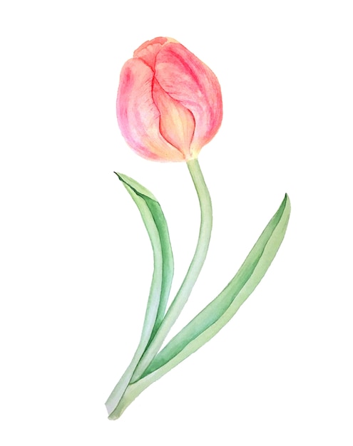 Premium Photo | Red tulip vintage botanical watercolor illustration