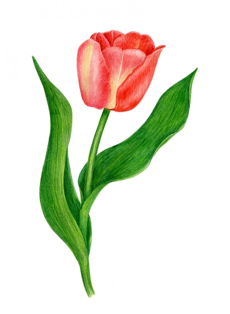 Premium Photo | Red tulip watercolor illustration isolated