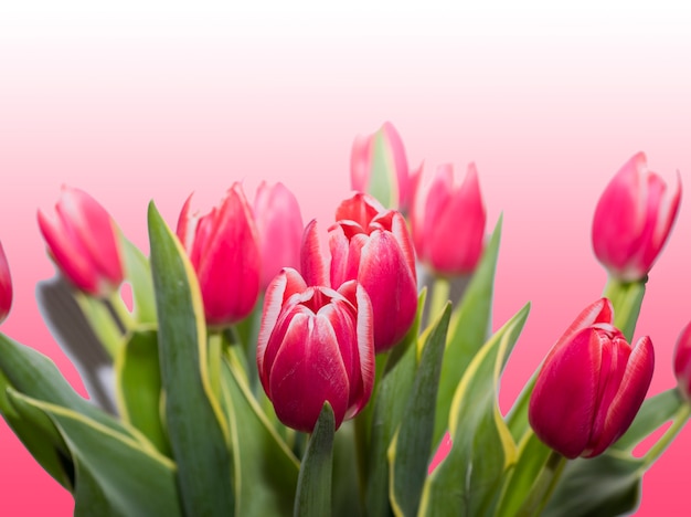 Premium Photo | Red tulips isolated on a rose background.