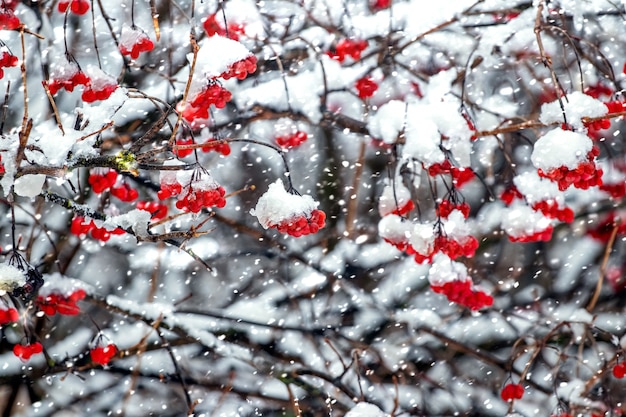 Premium Photo | Red viburnum during a heavy snowfall, winter background