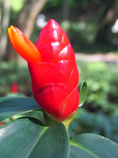 Premium Photo | Red wild flower