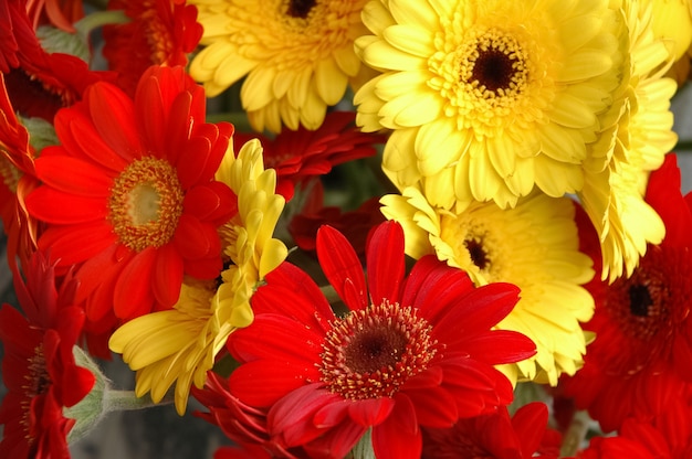 Premium Photo | Red and yellow daisy flowers