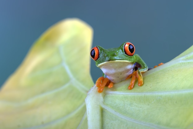 Premium Photo | Redeyed tree frog hanging on a big leaf