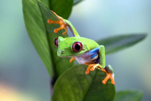 Premium Photo | Redeyed tree frog perched on the tree