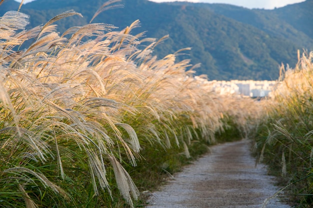 風にそよぐ葦の花 プレミアム写真