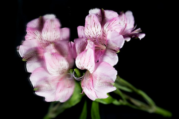 黒い背景に紫のユリの花の反射 無料の写真