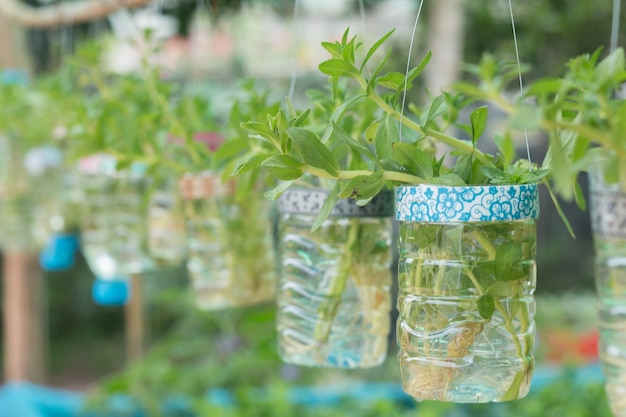 Premium Photo | Regrowing vegetables in water hanging on a bamboo railing