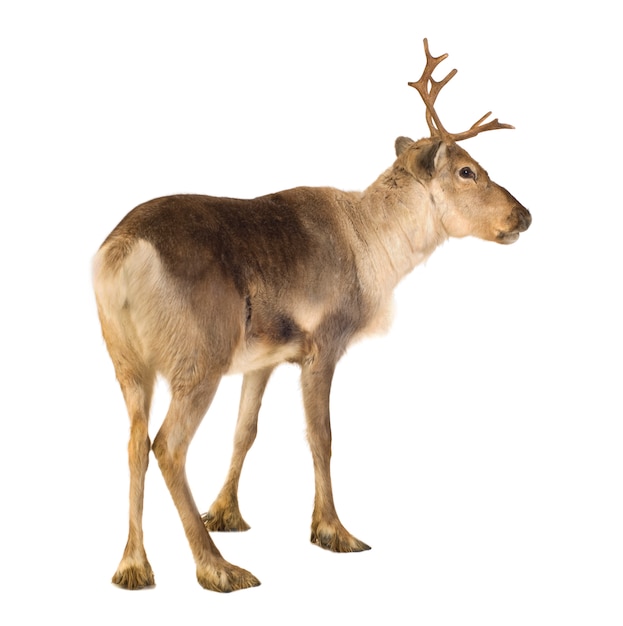 Premium Photo | Reindeer (2 years) isolated