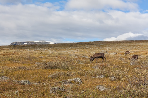 Premium Photo | Reindeer herds in sarek national park, sweden ...