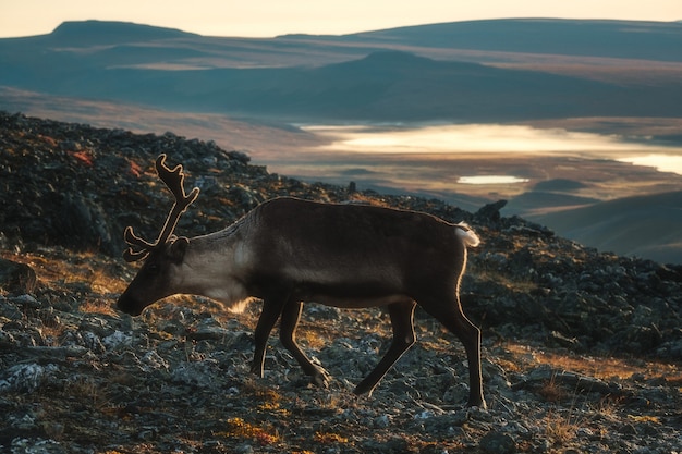 tundra-animals-animal-sake