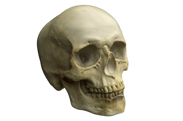 分離された人間の頭蓋骨のレンダリング プレミアム写真