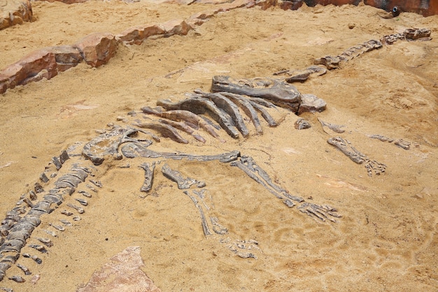 dino fossils for sale