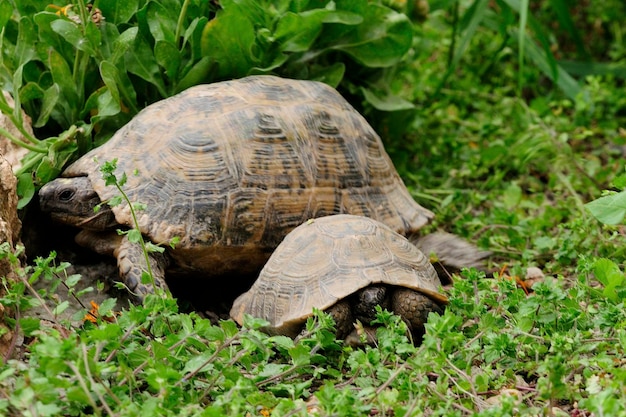 Premium Photo | Reptiles in their natural environment.