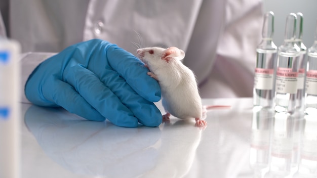 研究スタッフは実験動物にマウスを注入しています プレミアム写真