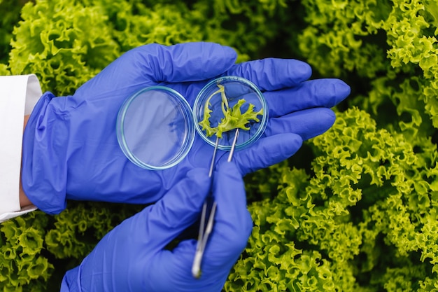 Researcher takes a probe of green plant and puts it in a petri dish Free Photo