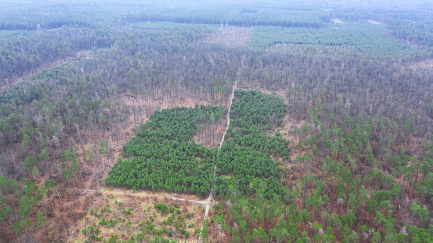 Restoration of the forest on the slope after complete felling. drone view. Premium Photo
