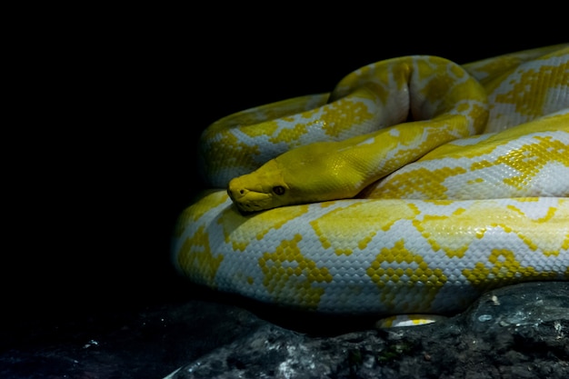 Premium Photo | Reticulated python albino in the jungle