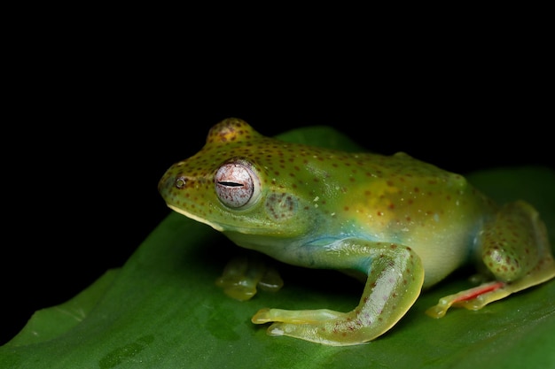 Free Photo | Rhacophorus prominanus or the malayan flying frog closeup ...