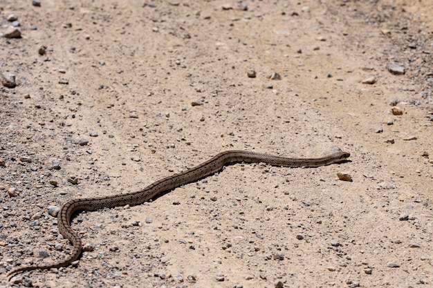 Premium Photo | Rhinechis scalaris the ladder snake is a species of ...