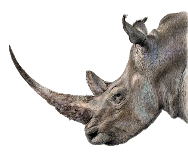 Rhinoプロファイル 白い背景で隔離の鉛筆の色のイラスト リアルな描画 プレミアム写真