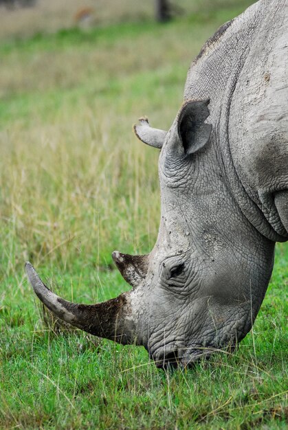 Premium Photo | Rhino