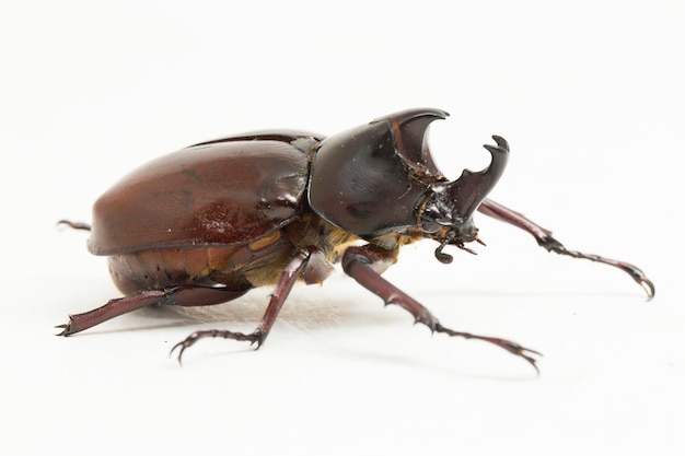 Premium Photo | Rhinoceros beetles xylotrupes australicus isolated on ...