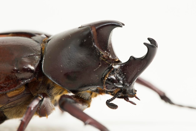 Premium Photo | Rhinoceros beetles xylotrupes australicus isolated on ...