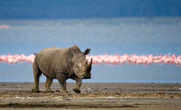 Premium Photo | Rhinoceros is standing in the background of the lake ...