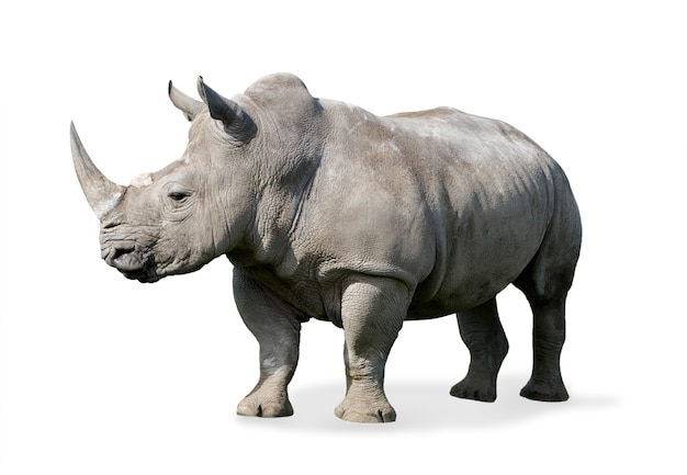 Rhinoceros isolated on white | Premium Photo