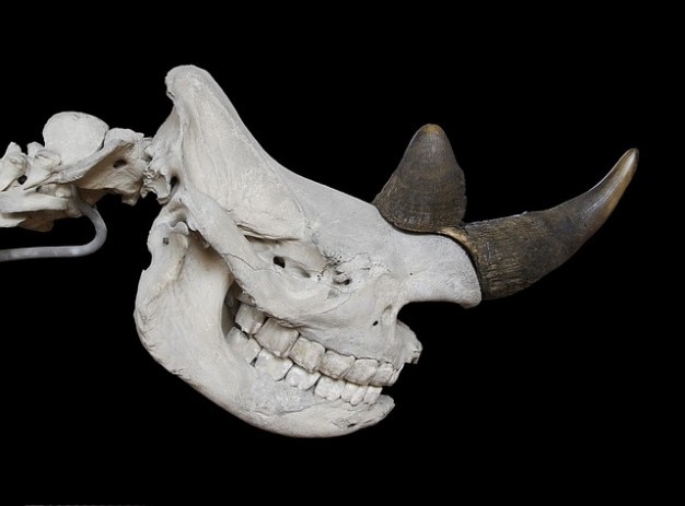 サイのサイの頭蓋骨の骨格 無料の写真